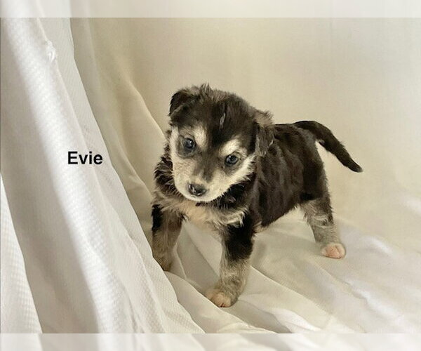 Medium Photo #2 German Shepherd Dog Puppy For Sale in Rosenberg, TX, USA