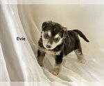 Small #1 German Shepherd Dog
