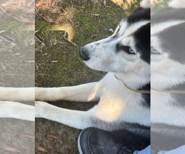 Medium Photo #4 - Mix Puppy For Sale in Glen Allen, VA, USA