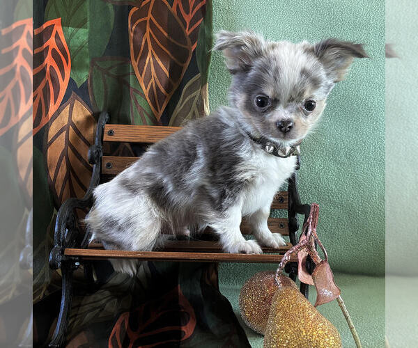 Medium Photo #1 Chihuahua Puppy For Sale in NEWVILLE, PA, USA