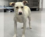 Small #2 Labrador Retriever-Retriever  Mix