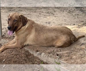 Mother of the Labrador Retriever puppies born on 04/28/2026