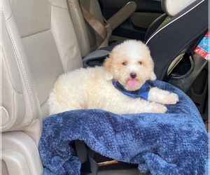 Cavapoo Puppy for sale in CAMPBELLSVILLE, KY, USA