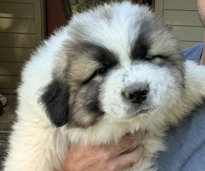 Great Pyrenees Puppy for sale in SUTTONS BAY, MI, USA