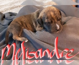 American Staffordshire Terrier-Catahoula Leopard Dog Mix Puppy for sale in JACKSONVILLE, NC, USA