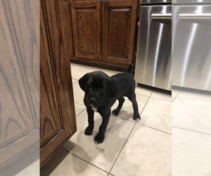 Boweimar Puppy for sale in SACHSE, TX, USA