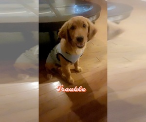 Golden Retriever Puppy for sale in FORT WORTH, TX, USA