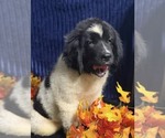 Small Photo #13 Newfoundland Puppy For Sale in AURORA, IN, USA
