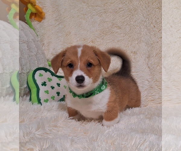 Medium Photo #31 Pembroke Welsh Corgi Puppy For Sale in ARROYO GRANDE, CA, USA