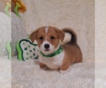 Small Photo #31 Pembroke Welsh Corgi Puppy For Sale in ARROYO GRANDE, CA, USA