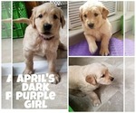 Small Photo #10 Golden Retriever Puppy For Sale in NASHVILLE, NC, USA