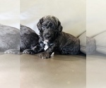 Small #3 Poodle (Toy)