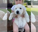 Small Photo #7 English Cream Golden Retriever Puppy For Sale in HUNTSVILLE, AL, USA