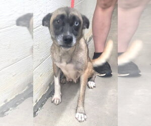 Siberian Husky-Unknown Mix Dogs for adoption in Wetumpka, AL, USA