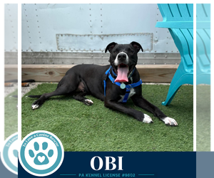 Labrador Retriever-Unknown Mix Dogs for adoption in Kimberton, PA, USA
