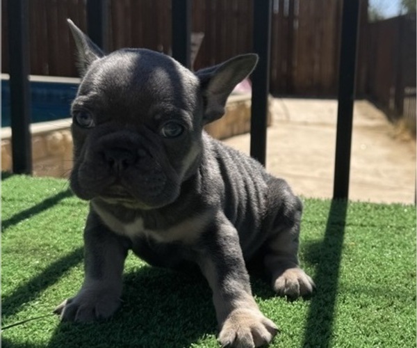 Medium Photo #2 French Bulldog Puppy For Sale in LANCASTER, CA, USA