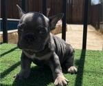 Small #1 French Bulldog