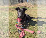 Small #7 American Pit Bull Terrier-German Shepherd Dog Mix