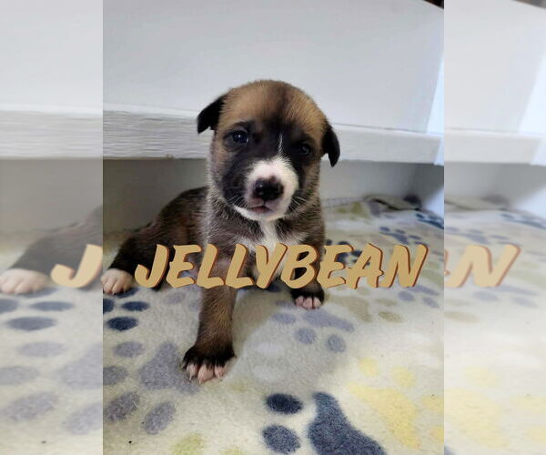 Medium Photo #9 Mutt Puppy For Sale in Imlay City, MI, USA