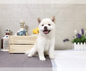 Shiba Inu Puppy for sale in SAN FRANCISCO, CA, USA