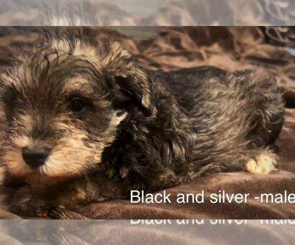 Medium Photo #6 Schnauzer (Miniature) Puppy For Sale in BAY MINETTE, AL, USA