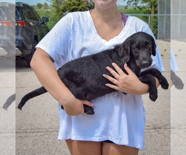 Medium Photo #2 Irish Wolfhound-Unknown Mix Puppy For Sale in Huntley, IL, USA