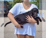 Small #1 Irish Wolfhound Mix