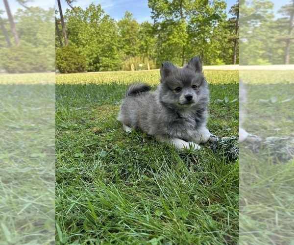 Medium Photo #6 Pomsky Puppy For Sale in GREENVILLE, MO, USA