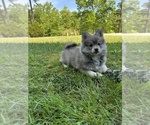 Small #5 Pomsky