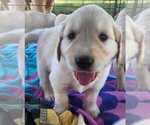 Small Photo #6 Golden Retriever Puppy For Sale in INDIANAPOLIS, IN, USA