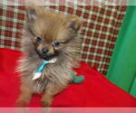 Small #3 Pomeranian