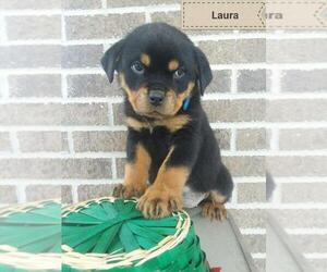 Rottweiler Puppy for sale in LIMA, OH, USA
