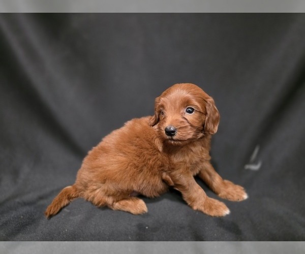 Medium Photo #3 Goldendoodle Puppy For Sale in DUBLIN, TX, USA