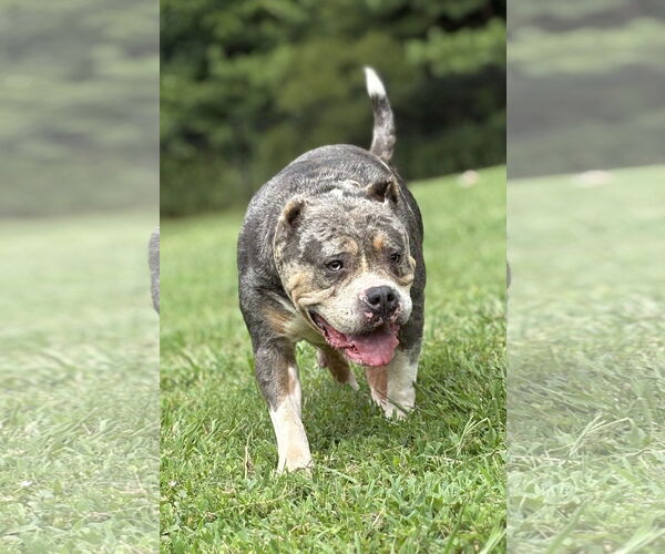 Medium Photo #2 Bulldog Puppy For Sale in Virginia Beach, VA, USA