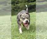 Small #1 Bulldog