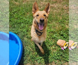 German Shepherd Dog Dogs for adoption in Blacksburg, SC, USA