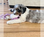 Quesadilla - Female Bernedoodle (Miniature) Puppy for Sale - Photo #3