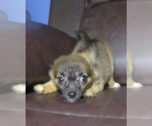 Medium Photo #3 Chihuahua Puppy For Sale in HAYES, VA, USA