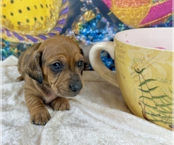 Medium Photo #26 Dachshund Puppy For Sale in CASSVILLE, MO, USA