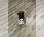 Small #2 Boxer