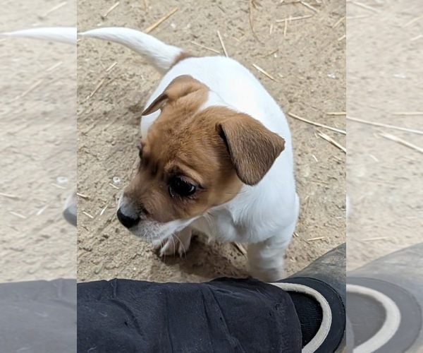 Medium Photo #5 Jack Russell Terrier Puppy For Sale in APPLE GROVE, WV, USA