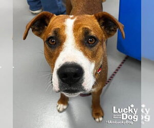 Cynthia - Female Mutt Dog for Adoption - Photo #3