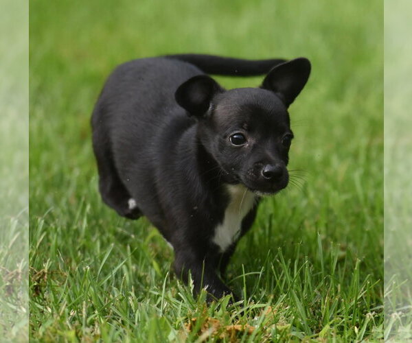 Medium Photo #5 Chihuahua-Unknown Mix Puppy For Sale in Mechanicsburg, PA, USA