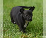 Small #4 Chihuahua Mix