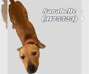 American Pit Bull Terrier-Unknown Mix Dogs for adoption in Tulsa, OK, USA