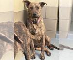 Small #1 German Shepherd Dog Mix