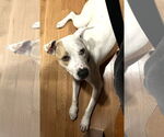 Small Photo #1 American Bulldog-Unknown Mix Puppy For Sale in Wakefield, RI, USA
