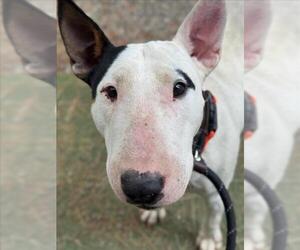 Bull Terrier Dogs for adoption in Woodland, CA, USA