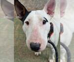 Small Bull Terrier