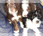 Small Photo #20 Aussie-Poo-Aussiedoodle Mix Puppy For Sale in ANNISTON, AL, USA